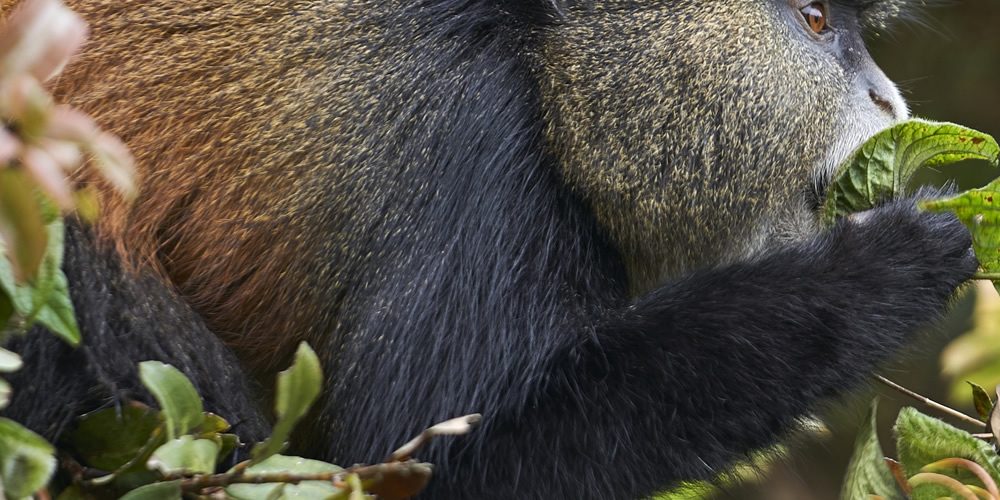 Rwanda safaris – Golden Monkeys